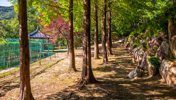 Woodland trail at Hwamyeong Arboretum